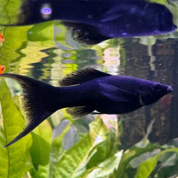 Poecilia  spenops- Black Lyretail Molly 6 cm - Ψάρια Γλυκού