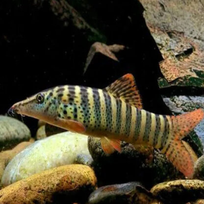 Syncrossus berdmorei – Blyth’s Loach 4cm - Ψάρια Γλυκού