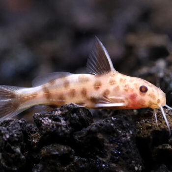 Synodontis Sp. Petricola - Pink Dwarf Lake Synodontis 2.5-3cm
