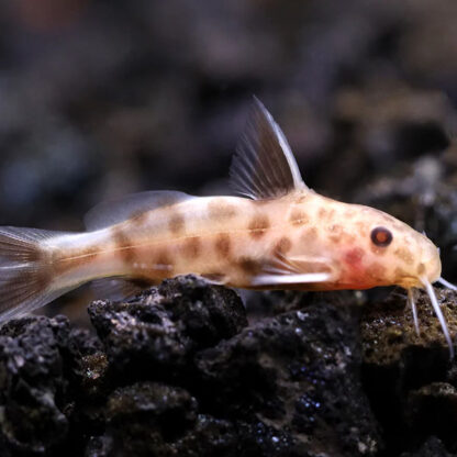 Synodontis Sp. Petricola – Pink Dwarf Lake Synodontis 2.5-3cm - Ψάρια Γλυκού