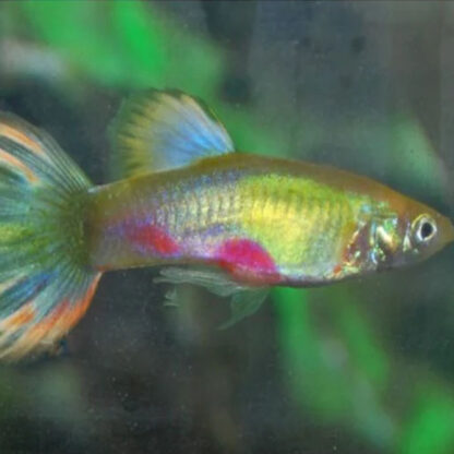 Poecillia reticulata – Flower Blue Guppy Male 3cm - Ψάρια Γλυκού