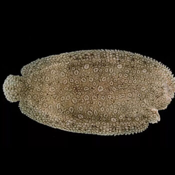 Pardachirus pavoninus-Peacock Sole 10cm - Ψάρια Θαλασσινού
