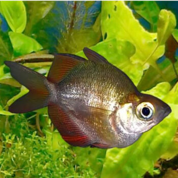 Glossolepis incisus-Balloon  4-6cm - Ψάρια Γλυκού