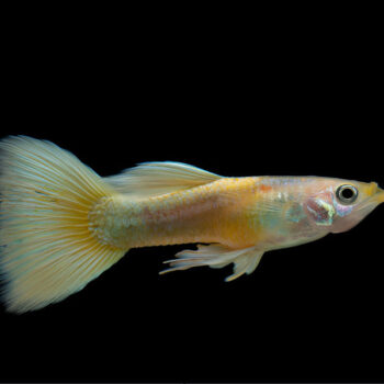 Poecilia reticulata - Guppy Full Gold 24 Carat 3-3.5cm