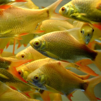 Barbodes schwanenfeldii – Golden Tinfoil Barb ML - Ψάρια Γλυκού