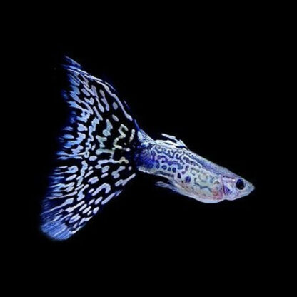 Poecilia reticulata – Blue Mosaic Guppy male 3cm - Ψάρια Γλυκού