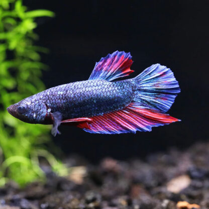 Betta splendens – Siamese Fighting Betta Plakat Hulk 3.5-4cm - Ψάρια Γλυκού