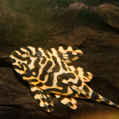 L134 Peckoltia compta – L134 Leopard Frog Pleco 7.5 cm - Ψάρια Γλυκού