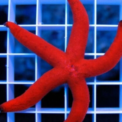 Linckia laevigata – Red Starfish - Ασπόνδυλα Θαλασσινού