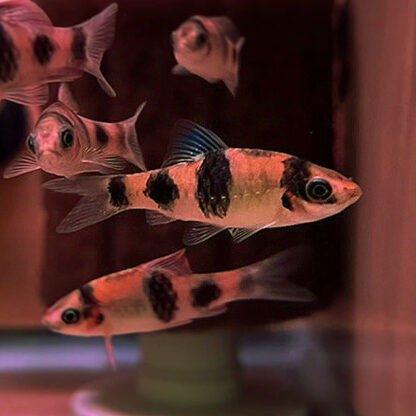 Haludaria fasciata - Melon Barb 3.5-4cm
