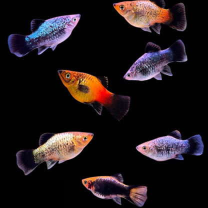 Xiphophorus maculatus – Assorted Glowlight Platy - Ψάρια Γλυκού