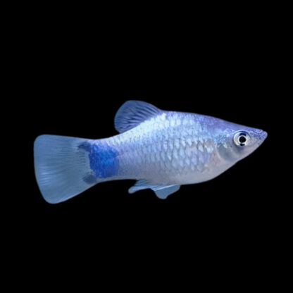 Xiphophorus maculatus – Platy Diamond Mickey Mouse 3-3.5cm - Ψάρια Γλυκού