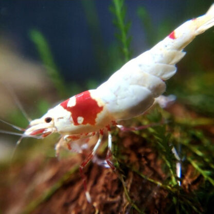 Caridina sp. Red Hinomaru Shrimp - Ασπόνδυλα Γλυκού