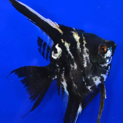 Pterophyllum scalare – Tortoishell Angelfish 5cm - Ψάρια Γλυκού