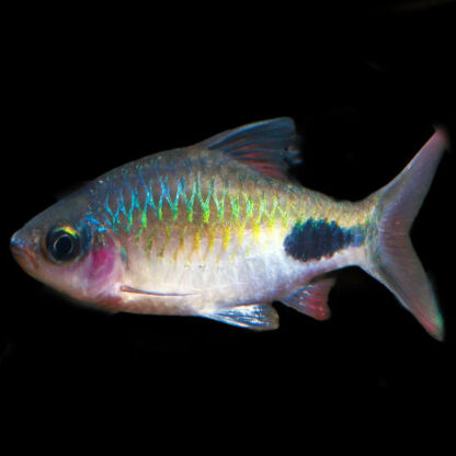 Dawkinsia rohani – Rohan’s Tear Spot Barb 3cm - Ψάρια Γλυκού