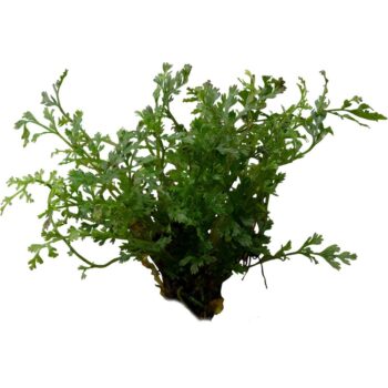 S.II Bolbitis Hetteroclita difformis - Φυτά για Ενυδρεία