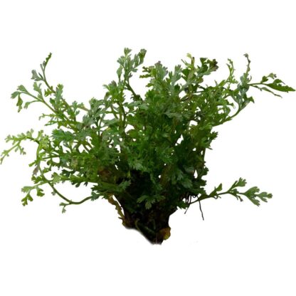 S.II Bolbitis Hetteroclita difformis - Φυτά για Ενυδρεία