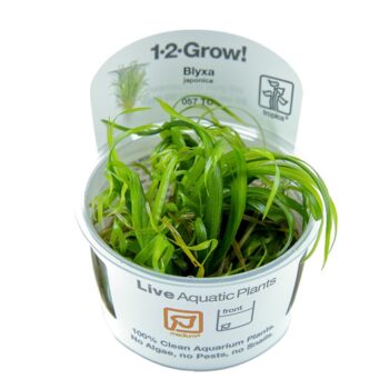 Tropica Blyxa japonica 1-2 grow - Φυτά για Ενυδρεία