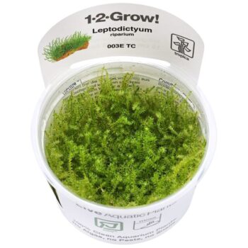 Tropica Leptodictyum riparium1-2-Grow - Φυτά για Ενυδρεία