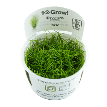 Tropica Eleocharis acicularis 1-2-Grow - Φυτά για Ενυδρεία