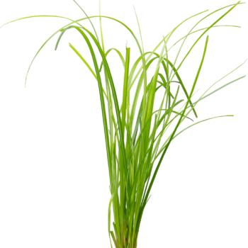 S.I Cyperus helferi (Topf) - Φυτά για Ενυδρεία