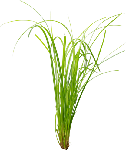 S.I Cyperus helferi (Topf) - Φυτά για Ενυδρεία