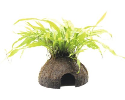 S.I Microsorum pteropus on Coco - Φυτά για Ενυδρεία
