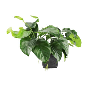 S.I Anubias barteri var. nana MP XL - Φυτά για Ενυδρεία