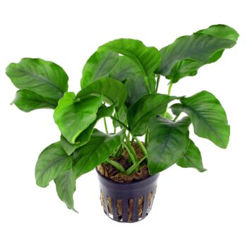 S.I. Anubias barteri var. barteri MP XXL - Φυτά για Ενυδρεία