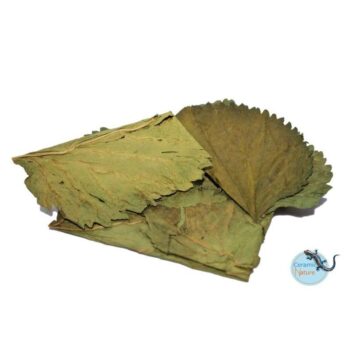 Ceramic Nature Mulberry Leaves 10 pcs - Πρόσθετα