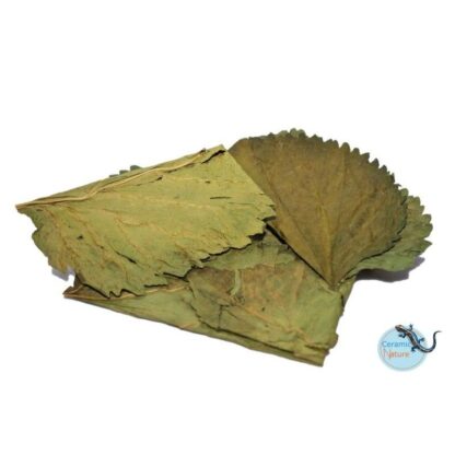 Ceramic Nature Mulberry Leaves 10 pcs - Πρόσθετα