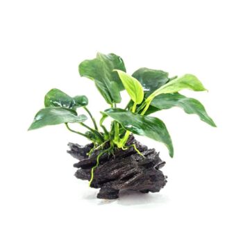 S.I Anubias Barteri var. nana On Wood Midi - Φυτά για Ενυδρεία