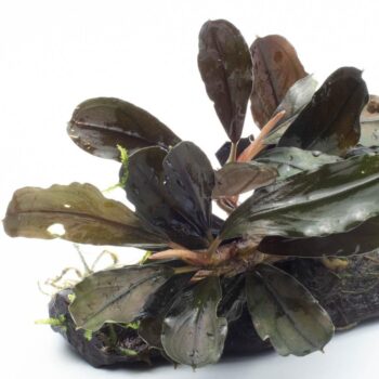 S.I Bucephalandra sp ‘Kedagang’ on Driftwood - Φυτά για Ενυδρεία
