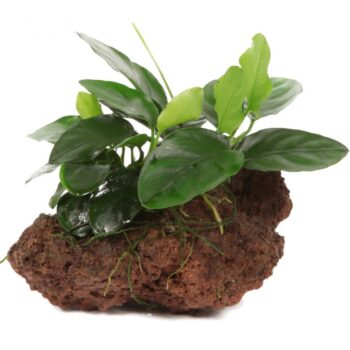 S.I Anubias barteri var. nana on Lavastone - Φυτά για Ενυδρεία