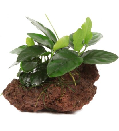 S.I Anubias barteri var. nana on Lavastone