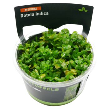 S.I Rotala indica in-vitro (Bonsai) - Φυτά για Ενυδρεία