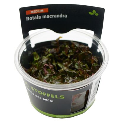 S.I Rotala macrandra in vitro - Φυτά για Ενυδρεία