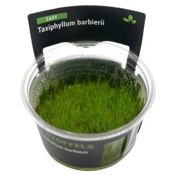 S.I Taxiphyllum barbieri in vitro - Φυτά για Ενυδρεία