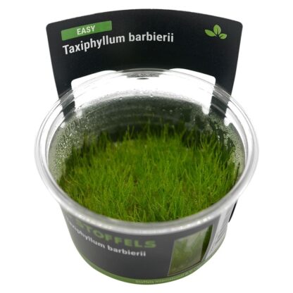S.I Taxiphyllum barbieri in vitro - Φυτά για Ενυδρεία