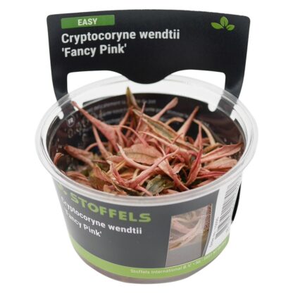 S.I Cryptocoryne wendtii fancy pink in vitro - Φυτά για Ενυδρεία