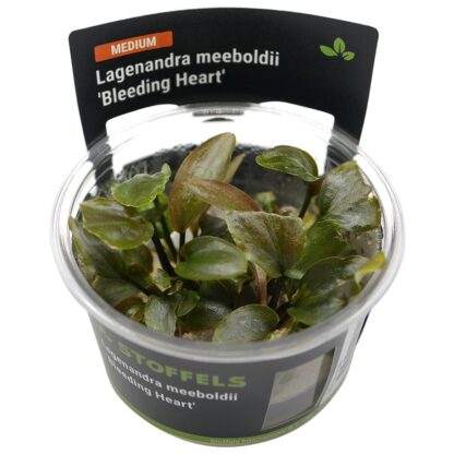 S.I Lagenandra meeboldii Bleeding heart in vitro - Φυτά για Ενυδρεία