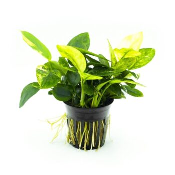 S.I Anubias nana marble - Φυτά για Ενυδρεία