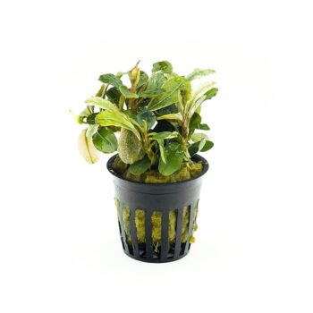 S.I Bucephalandra Malawi Pink - Φυτά για Ενυδρεία