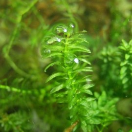 S.I Elodea canadensis - Φυτά για Ενυδρεία