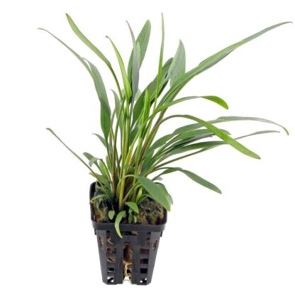 S.I Cryptocoryne x Willisli Lucens - Φυτά για Ενυδρεία