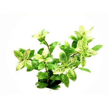 S.I Hygrophila polysperma Rosanevig - Φυτά για Ενυδρεία