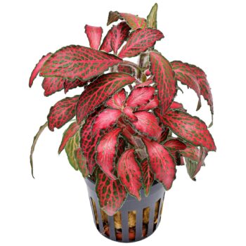 S.I Fittonia albivenis forest flame (Red) - Φυτά για Ενυδρεία