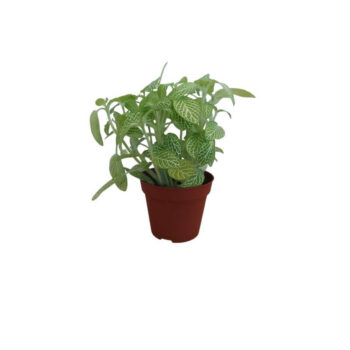 S.I Fittonia albivenis white tiger (Green) - Φυτά για Ενυδρεία