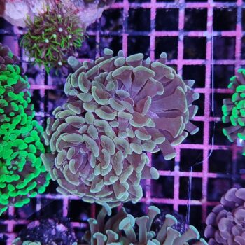 Acropora A43 (41184) - Μητρικές αποικίες