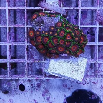 Zoanthus M25 (64111) - Frags